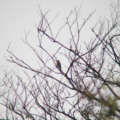 Dendrocopos hyperythrus