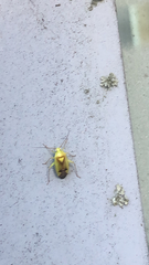 Neolygus contaminatus