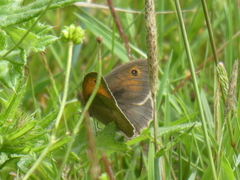 Maniola jurtina