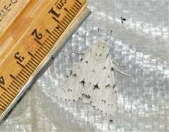 Acronicta vulpina