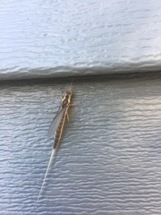 Pentagenia vittigera