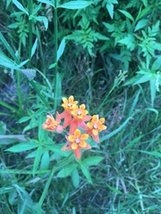 Asclepias lanceolata