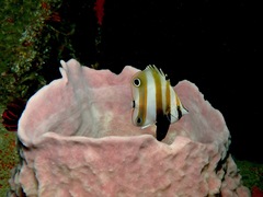 Coradion melanopus