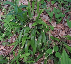 Carex fraseriana