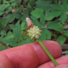 Carex fraseriana