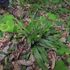 Carex fraseriana