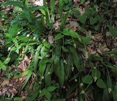 Carex fraseriana