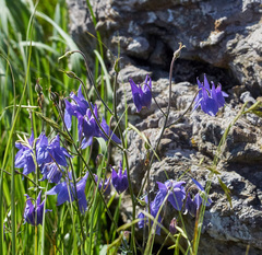 Aquilegia dumeticola