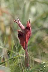 Serapias neglecta apulica