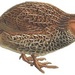 New Zealand Quail - Photo Walter Lawry Buller, no known copyright restrictions (public domain)