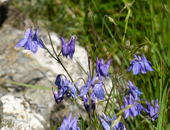 Aquilegia dumeticola