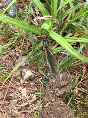 Dorocordulia lepida