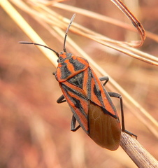 Spilostethus rivularis
