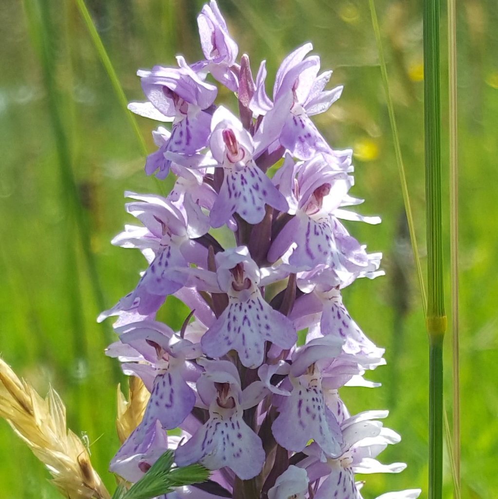 Dactylorhiza × grandis (Druce) P.F.Hunt 3