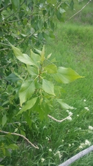 Populus × hinckleyana