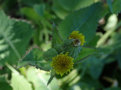 Sonchus oleraceus
