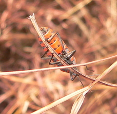 Spilostethus rivularis