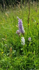 Dactylorhiza × grandis