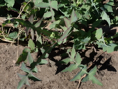 Sonchus oleraceus
