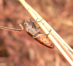 Spilostethus rivularis