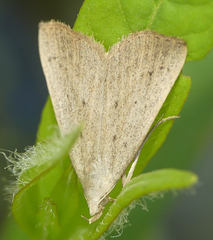 Macrochilo louisiana
