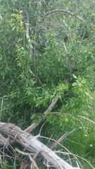 Populus × hinckleyana