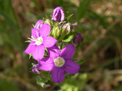 Legousia