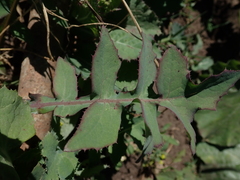Sonchus oleraceus