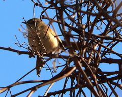 Prinia