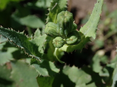Sonchus oleraceus