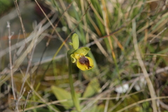 Ophrys sicula