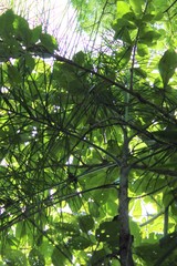 Chamaedorea glaucifolia