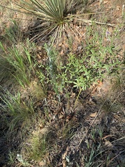 Pediomelum tenuiflorum