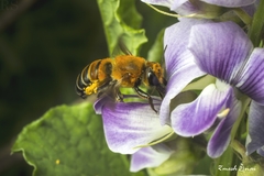 Megachile lanata