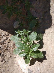 Amaranthus blitoides