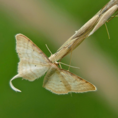Idaea humiliata