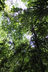 Chamaedorea glaucifolia