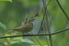 Helopsaltes fasciolatus