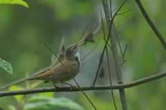 Helopsaltes fasciolatus