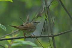 Helopsaltes fasciolatus