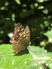 Pararge aegeria