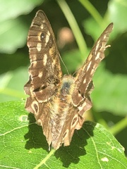 Pararge aegeria