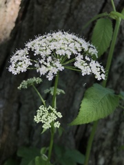 Aegopodium podagraria