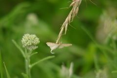 Idaea humiliata