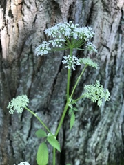 Aegopodium podagraria