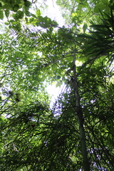 Chamaedorea glaucifolia
