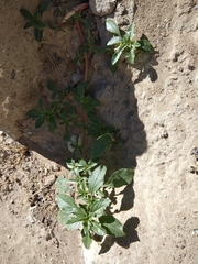 Amaranthus blitoides