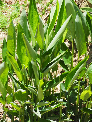 Image of Alpinia galanga by no rights reserved