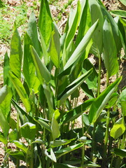 Alpinia galanga