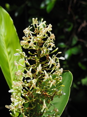 Alpinia galanga